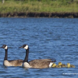 Canadian Geese Family
