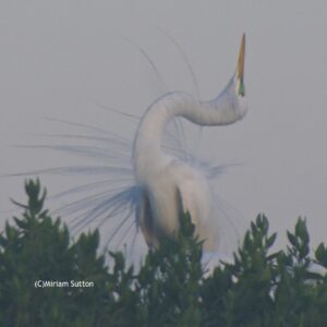 Courting Great Egret
