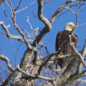 Eagle on Winter Perch