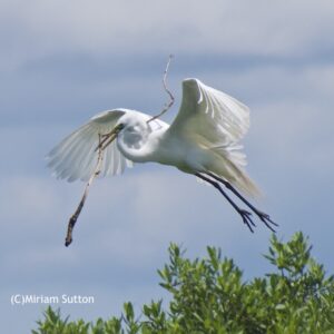 Egret Branching Out