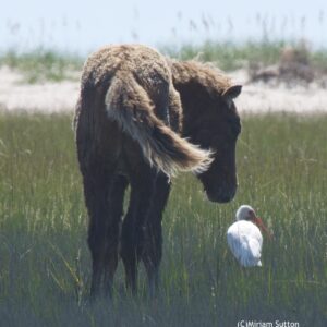 Foal with White Ibis