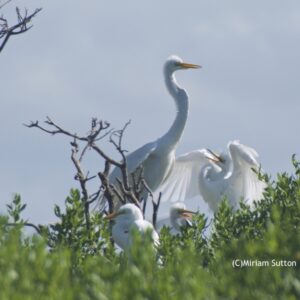 Fighting for Food - Egrets