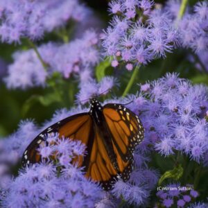Monarch on Mistflower