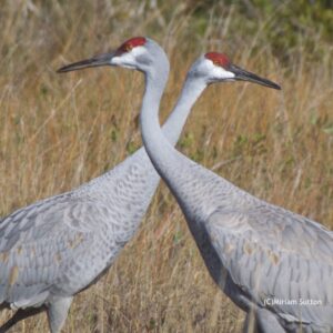 Sandhill cranes on the Reserve