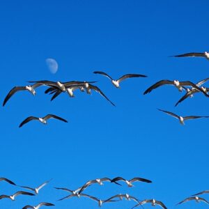 Black Skimmers in Flight with the Moon