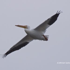 White Pelican in Flight